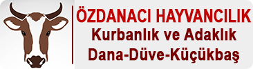 Eskişehir Kurbanlık Dana-Düve Satışı